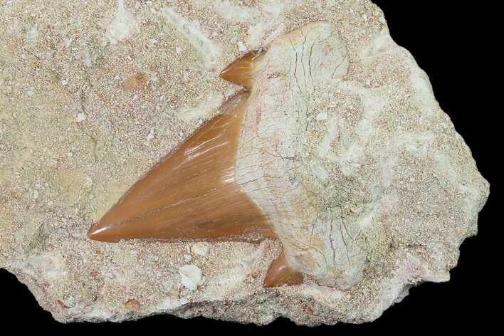 Otodus Shark Tooth Fossil in Rock - Eocene #135834